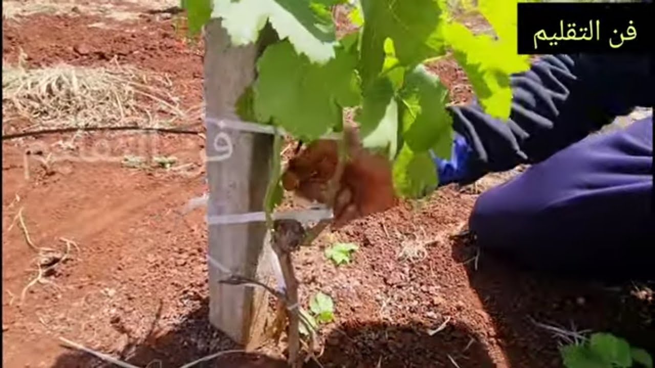 نصائح حول تربية شجرة العنب