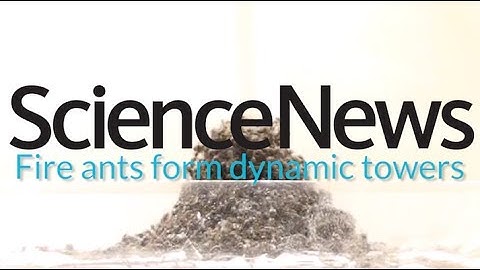 How fire ants make ant towers | Science News