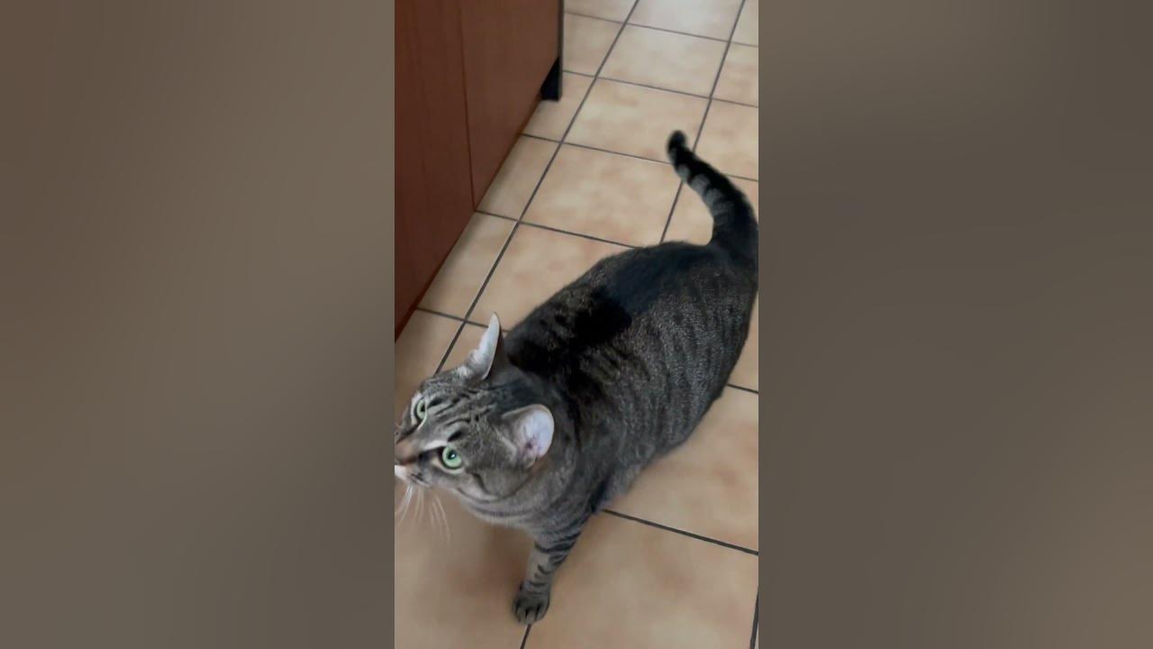 22 octobre 2023 Un deux …mon chat saute YouTube
