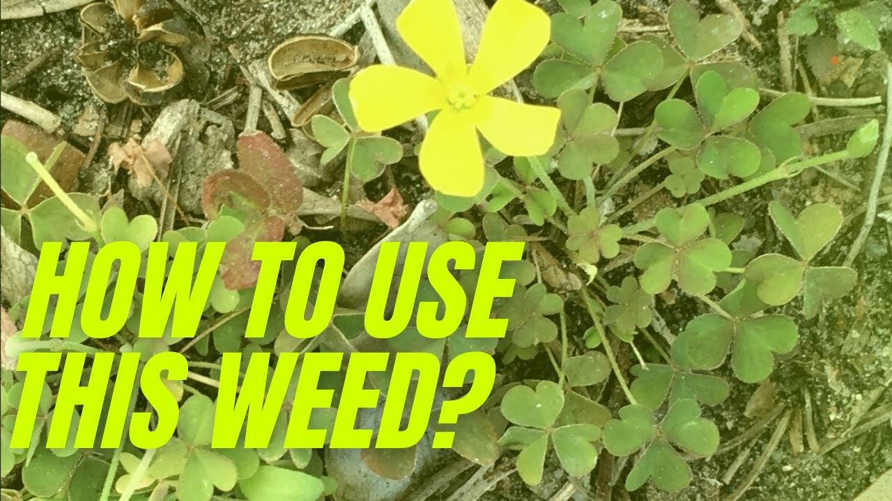 What Plant Is That [Wood Sorrel] Edible & Medicinal Plants You Can Forage in Your Yard