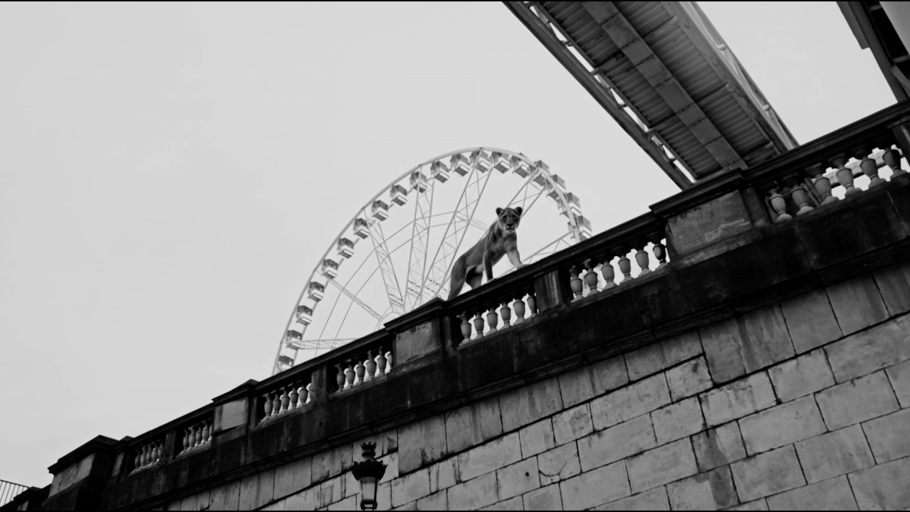 SCYLLA & FURAX BARBAROSSA - ROIS DE LA JUNGLE (Clip Officiel)