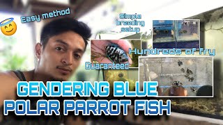 GENDERING BLUE POLAR PARROT FISH(tagalog)