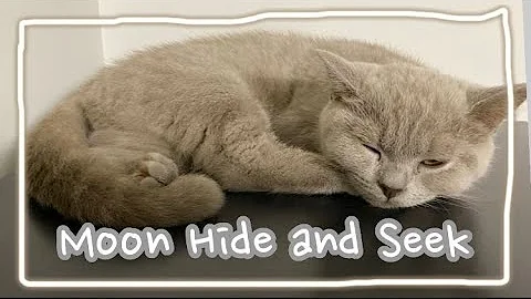 Watch the video about Moon the Cat vlog #2 Sleepy Kitten Hide and Seek vlog