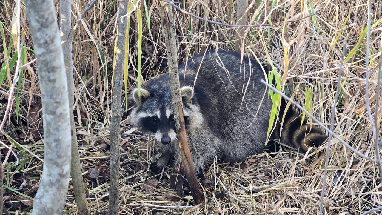 Raccoon Rapping Quick Raccoon Trapping Video - YouTube