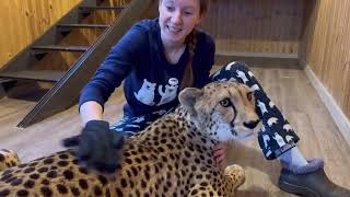 An unusual thing that cheetah Gerda liked! The blue glove turned out to be a relaxing treat for cat.