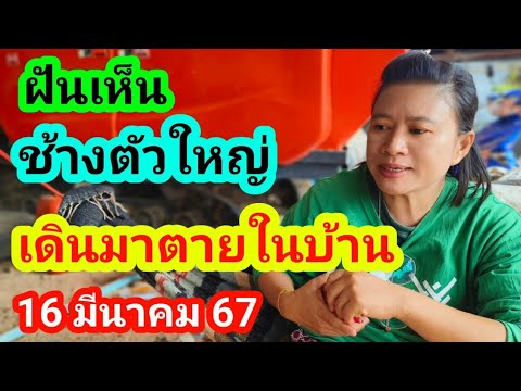 ฝันเห็นช้างใหญ่ล้มตายต่อหน้าได้เลข 3 ตัว16 มีนาคม 2561