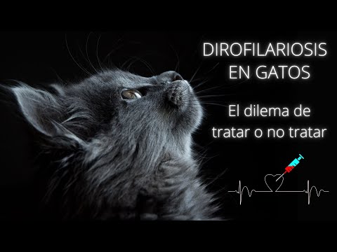 Video: Enfermedad del Gusano del Corazón und Los Gatos