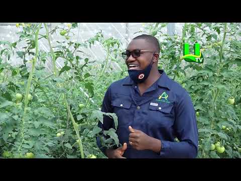 ⁣AYEKOO: Green House Farming In Ghana - Bodwease