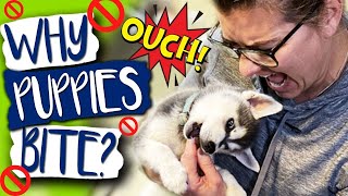 Truth About Puppy Biting ❗How to solve your puppy biting problem FAST