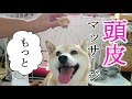 柴犬小春　【催促連発】リラックス！頭皮マッサージRelax Massage