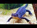 Alpine Newt Setup: a Tank for Aquatic Newts