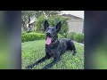 K9 deputy recovering after stabbing in Stockton