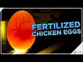 How are chicken eggs fertilized?