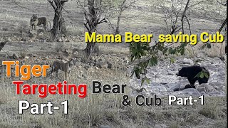 Tiger Vs Bear & Cub  ~Ranthambhore, India ...Part 1