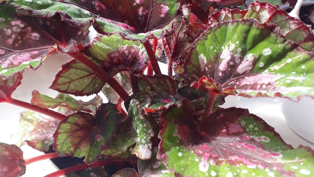 Rex Begonya/Çilli Begonya bakımı dikim fide ayırma 😊