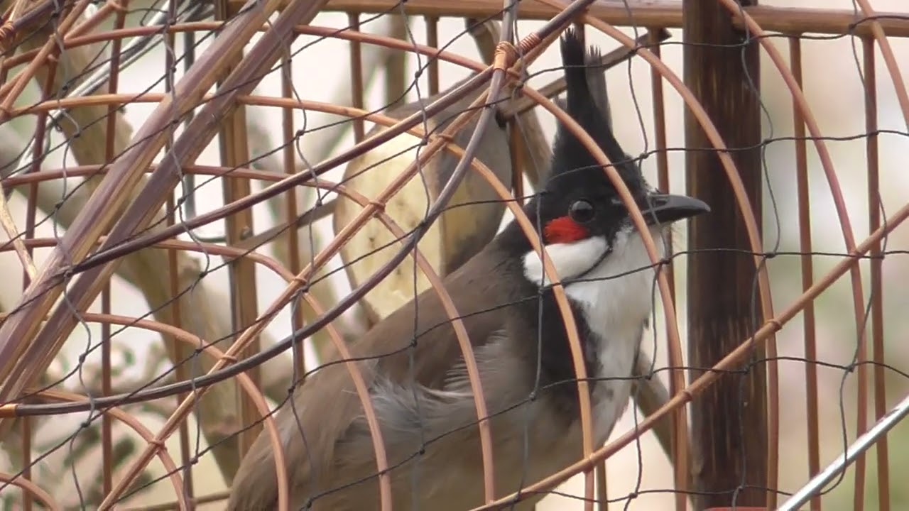 mồi cứng mất móng giữa  già rừng lên thuần 70% bao test mọi địa hình bác nào cần ới em hoặc gà rừng