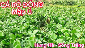 Câu CÁ RÔ ĐỒNG Chinh Phục Những Con CÁ RÔ Cứng Đầu/Buổi Chiều Hưng Hà - Sông Trăng @Caucalongan62