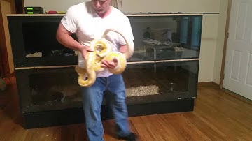 Reticulated Python and  Burmese Python handling