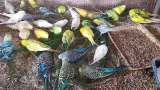 Nature's Feast: Love Birds Relishing Fresh Grass! 🌱😋😌 | My Pets My Garden