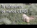 Hasta siempre cerdi