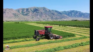 Mowing Irrigated Alfalfa near Tremonton Utah