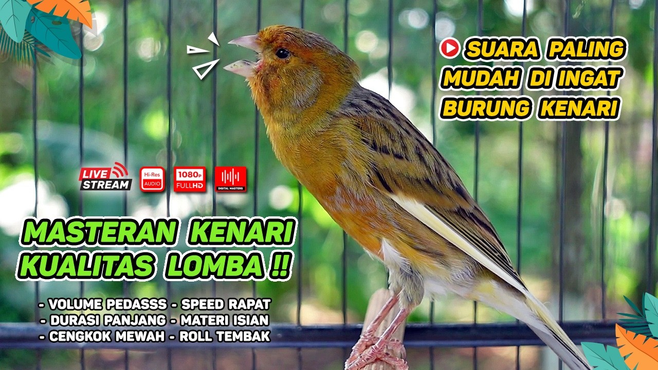 Pancingan Suara Kenari Gacor‼️ Ampuh untuk Masteran Kenari Muda dan Terapi Kenari Macet Bunyi 564
