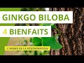 Ginkgo biloba  4 bienfaits de larbre de la rgnration