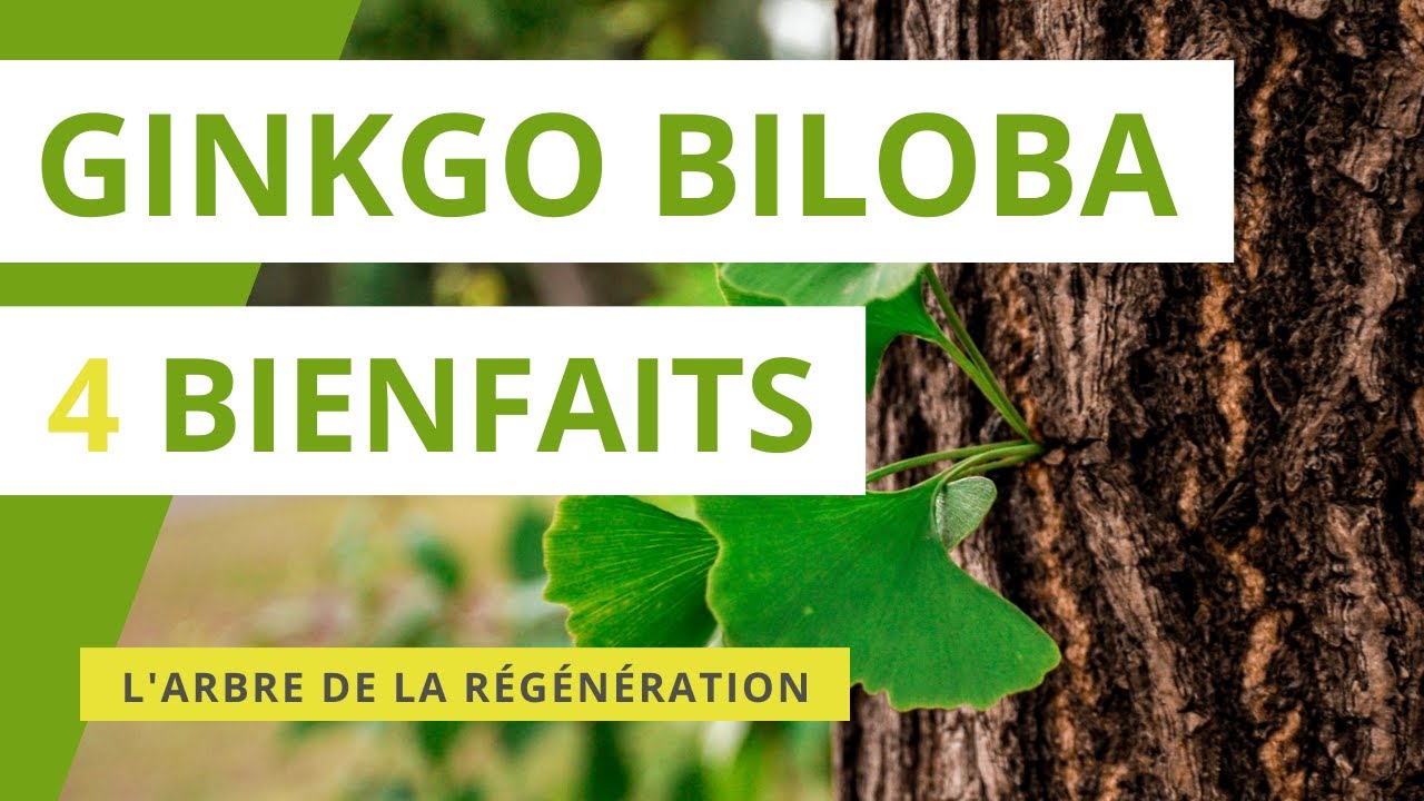 Ginkgo biloba 4 bienfaits de l'arbre de la régénération YouTube — free download