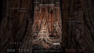 Old-Growth Redwood — The Atmospheric Root — MEMORY: Dead redwoods stay alive for… | Rhiza Error