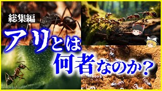 【ゆっくり解説】【総集編】「アリ」とは何者なのか？を解説/サハラ砂漠のアリ（未公開）、働きアリ、ジバクアリ、蟻の生態他【作業用】【睡眠用】