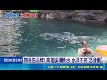無視禁令！花蓮民眾直擊荖溪橋三層樓跳水，水深恐不及兩米釀嚴重脊椎傷｜三立新聞LIVE