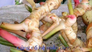 9 lợi ích bất ngờ từ củ riềng