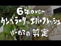 6年以上ウンベラータ・エバーフレッシュ初剪定とその後🔰