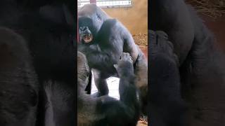 This May Sound Menacing. It Is, However, The Sound Of These Males Playing #Gorilla #Playfight