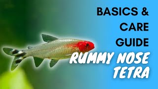 Rummy Nose Tetra: Basics And Care Guide by Fishkeepingfans 238 views 2 years ago 3 minutes, 14 seconds