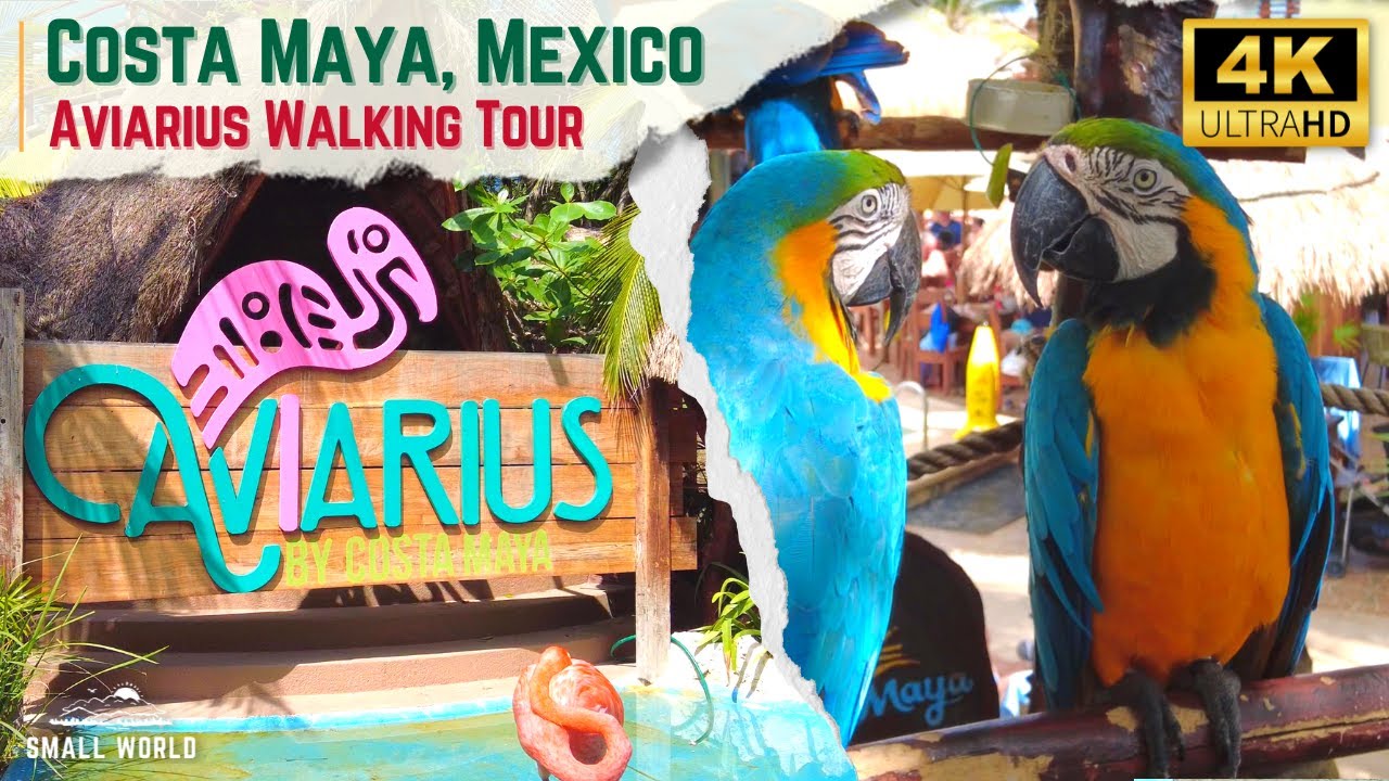 costa maya cruise port aviary