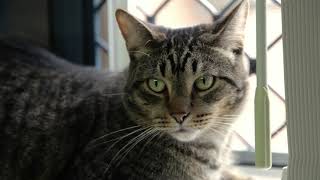 A Visit To The Cat Cuddle Cafe