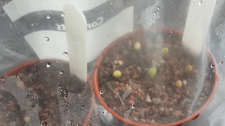 Update On Astrophytum Seeds
