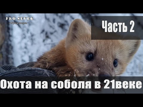 Охота На Соболя В 21 Веке Промысел. Охотники Промысловики. Счастливые Люди Sable Hunting In Siberia