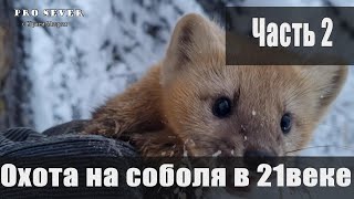 Охота на соболя в 21 веке Промысел. Охотники промысловики. Счастливые люди Sable hunting in Siberia