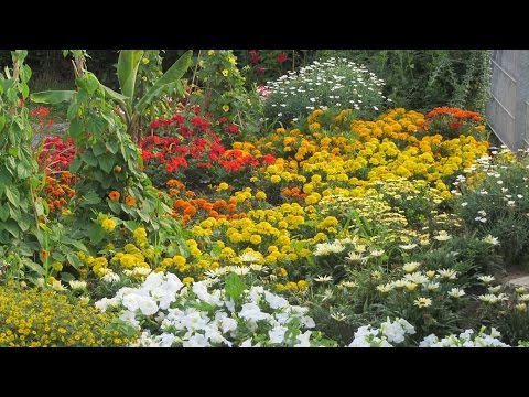 Video: Über Das Wachsen Von Blumen In Einem Schlechten Sommer