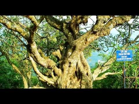 tour đi yên tử 1 ngày New Tour Hà Nội - Yên Tử 1 Ngày