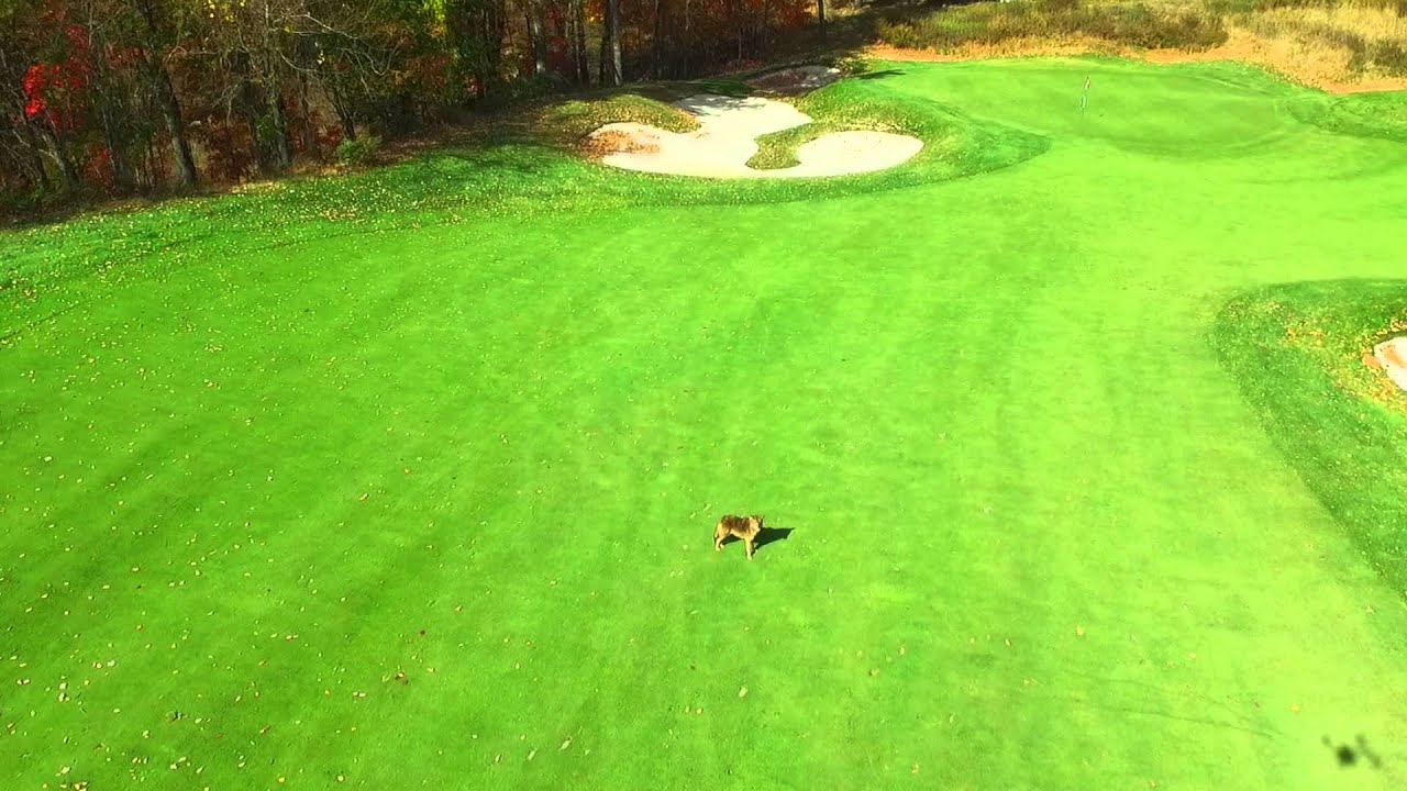 Flying Films NY - Chasing a Coydog