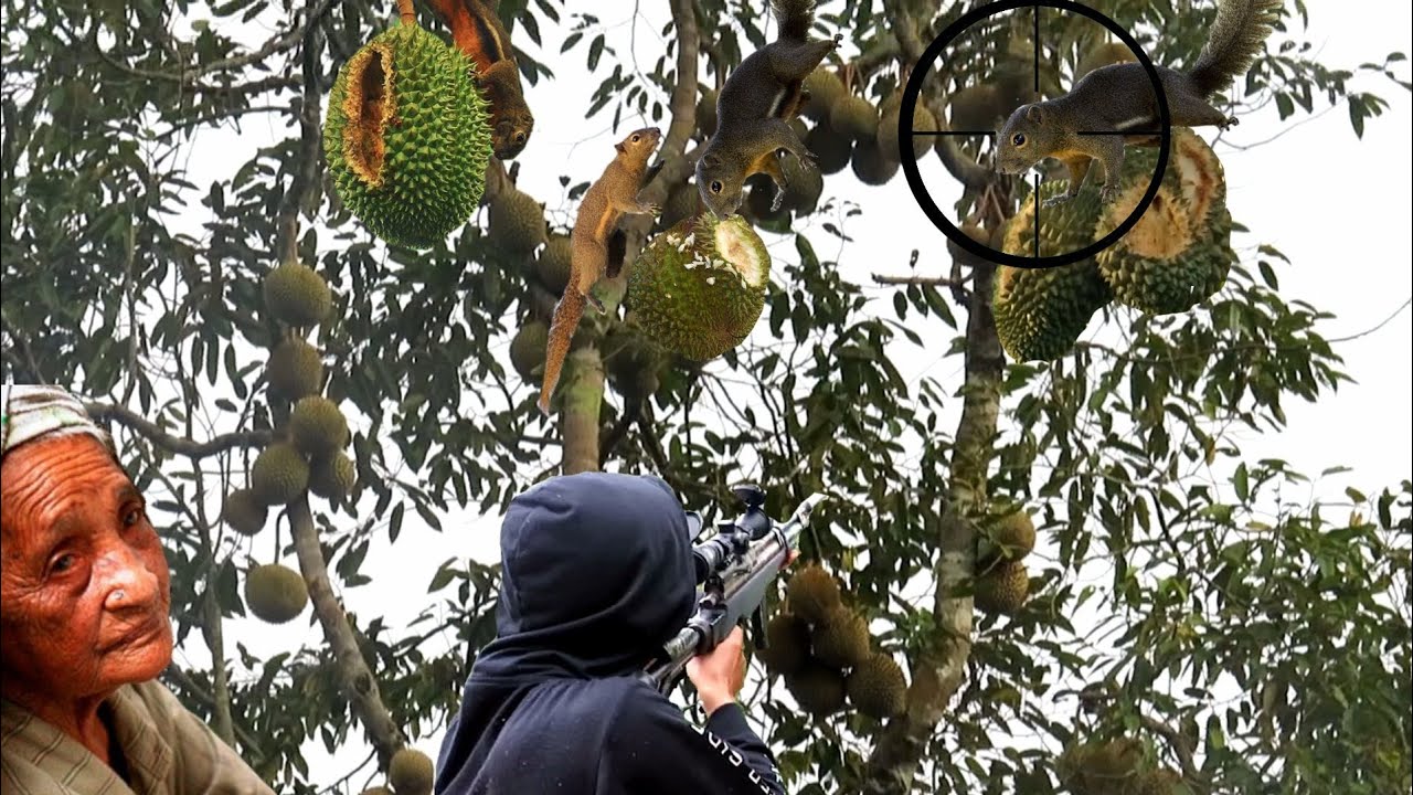 MAK MAK INI SEDIH KARNA TUPAI BANYAK MASUK KEBUN DURIAN