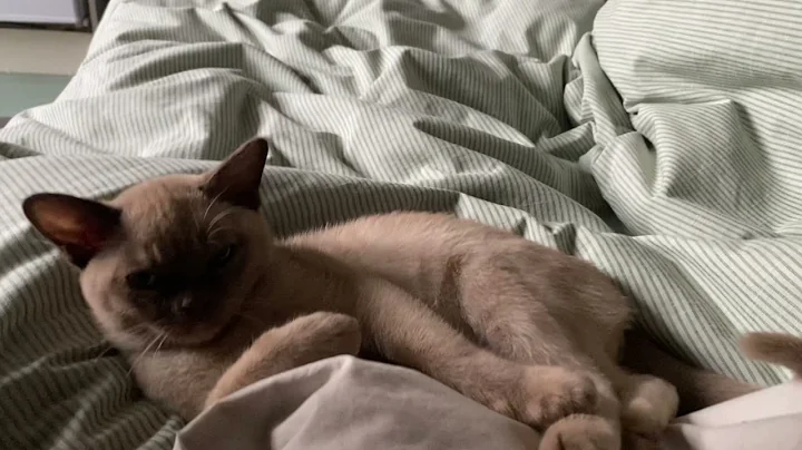 Video 4274981: burmese kitten, chocolate burmese, kitten purring