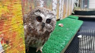 Tootsie, Northern Saw-whet Owl