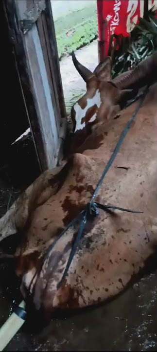 Lemes Bolo#sapipmk#duniasapi #animals