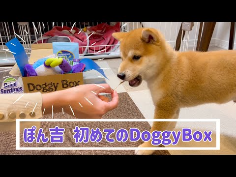 豆柴🐶ぽんちゃんねる🐾 - YouTube