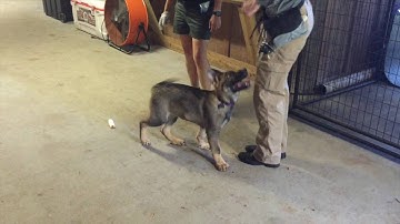 Imprinting to Advanced Detection Training