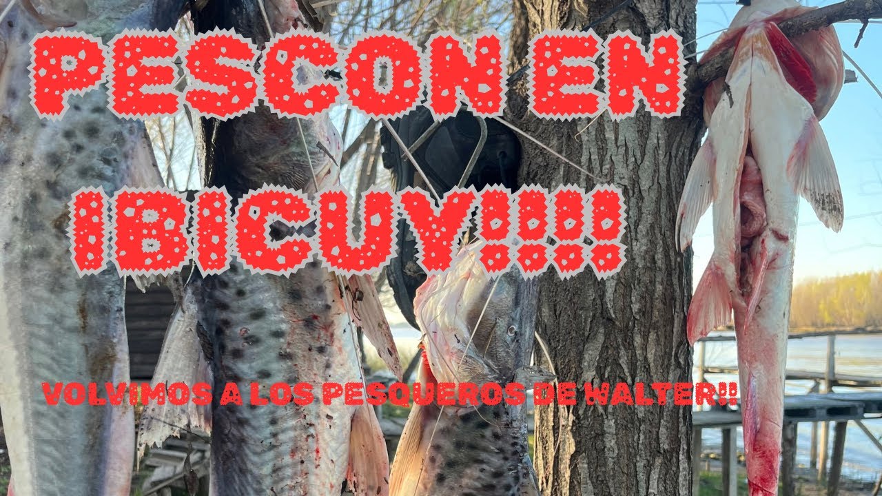 TERRIBLE PESCA EN IBICUY!!! PATI,SURUBI,DORADO,TARUCHA!!! SALIO DE TODO!!!